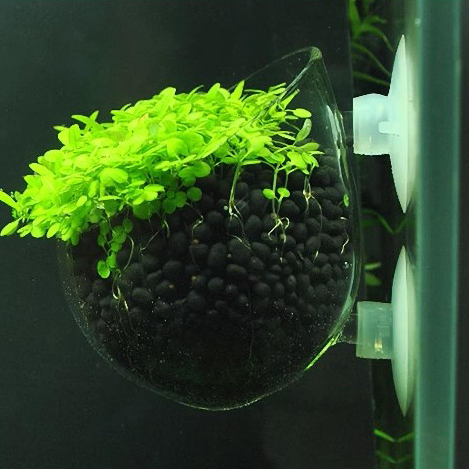 Aquarium Plant Vine - Aquarium Plant Holder Glass Aquatic Plant