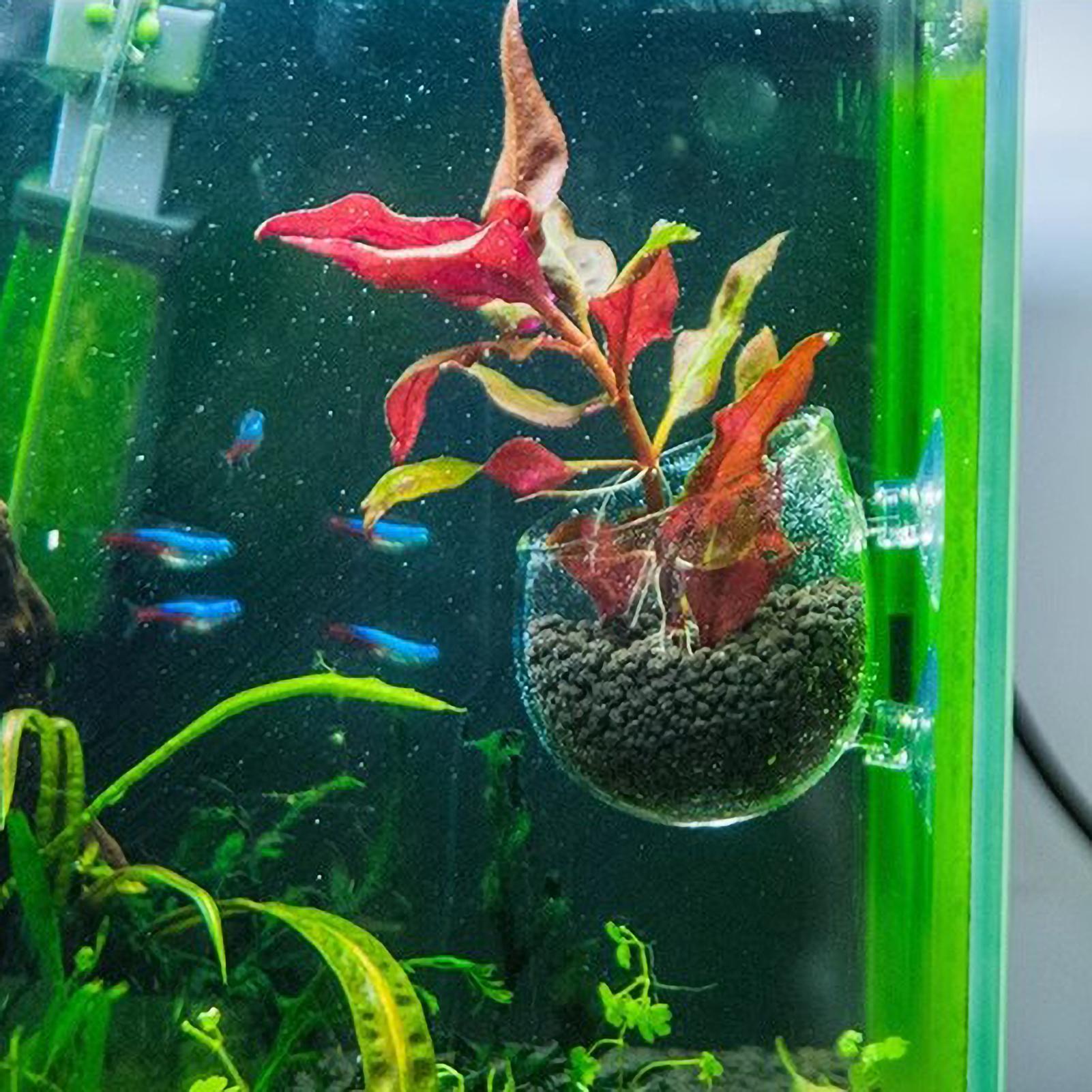 Aquarium Plant Holder Glass Aq - Aquarium Plant Vine review and price
