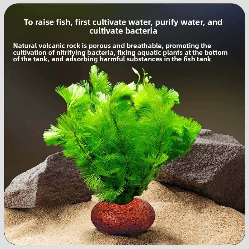 Aquarium Volcanic Rock Fish Ta - Planted Aquarium Care review and price