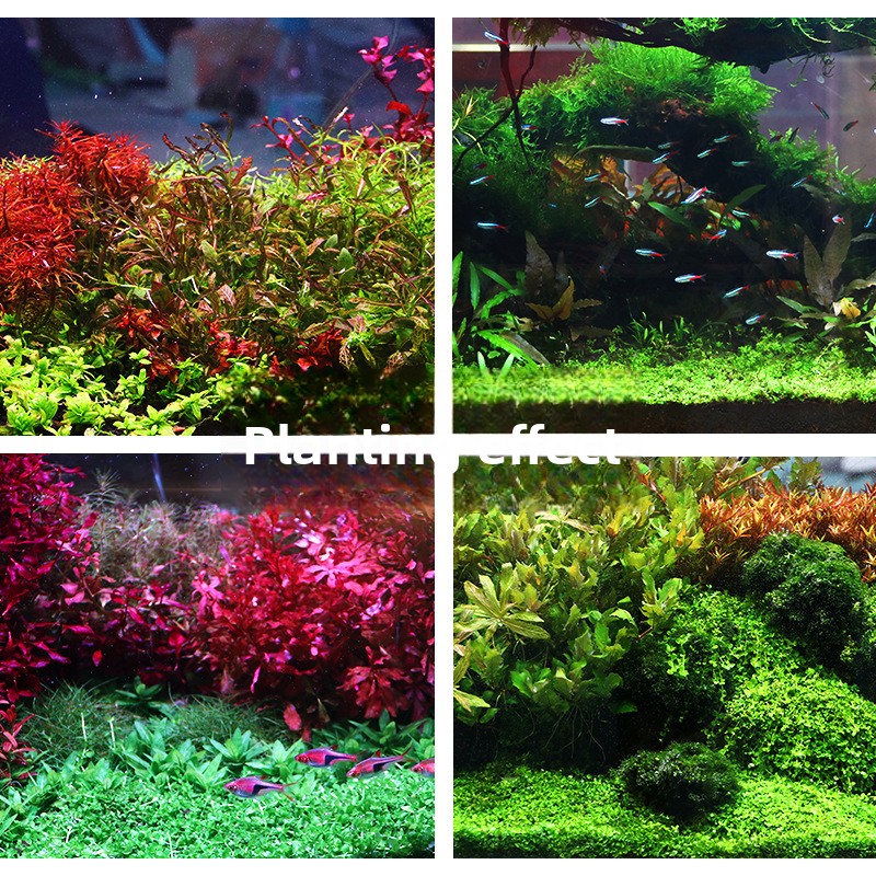 SYSENCIAGA Planted Aquarium Su - Aquarium Plant Gravel review and price