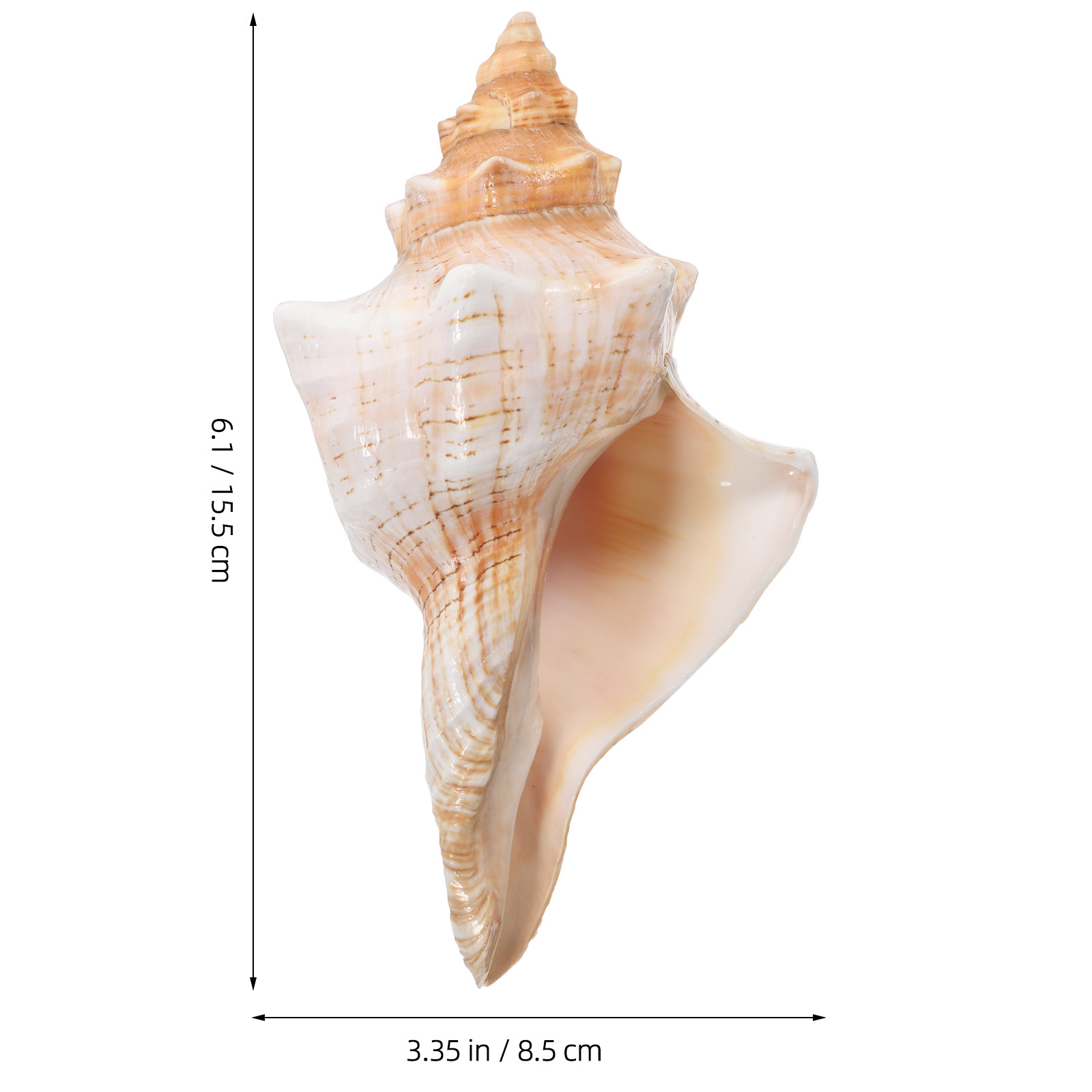 Natural Giant Conch Shell with - Planted Aquarium Photos review and price