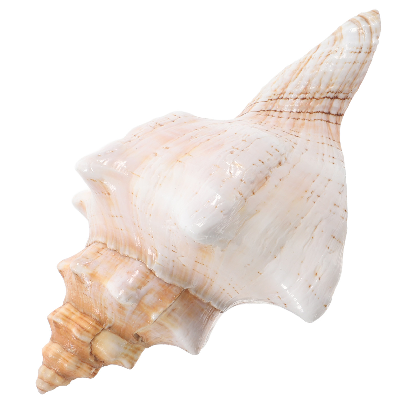 Natural Giant Conch Shell with - Planted Aquarium Photos review and price