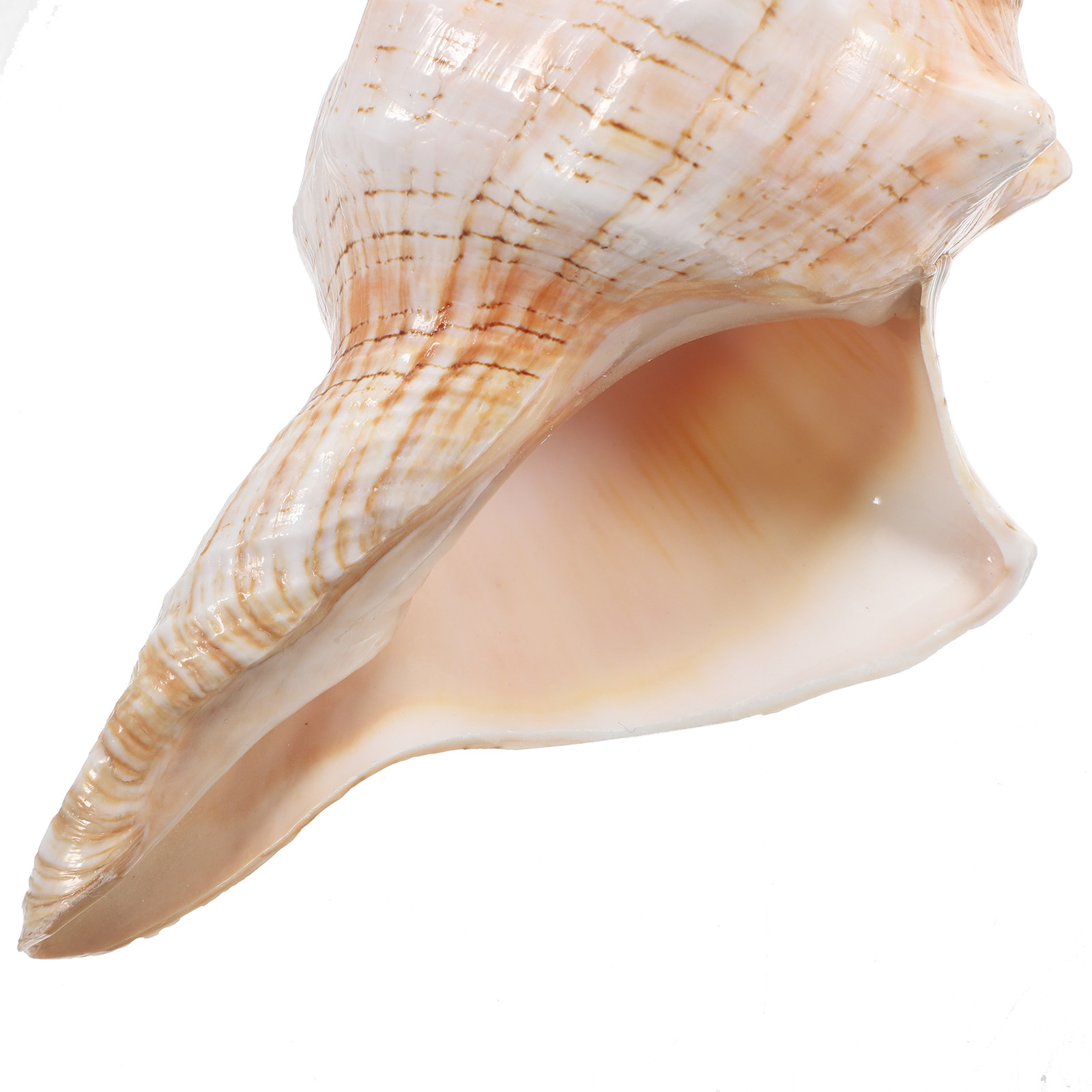 Natural Giant Conch Shell with - Planted Aquarium Photos review and price