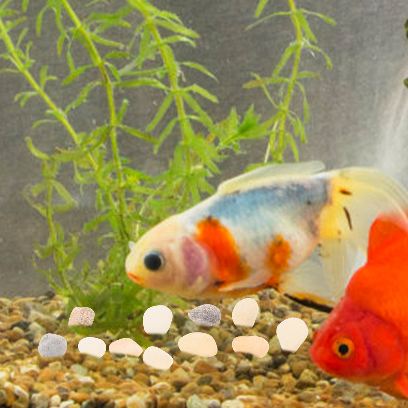 Natural Landscaping Pebbles Aq - Aquarium Plant Gravel review and price